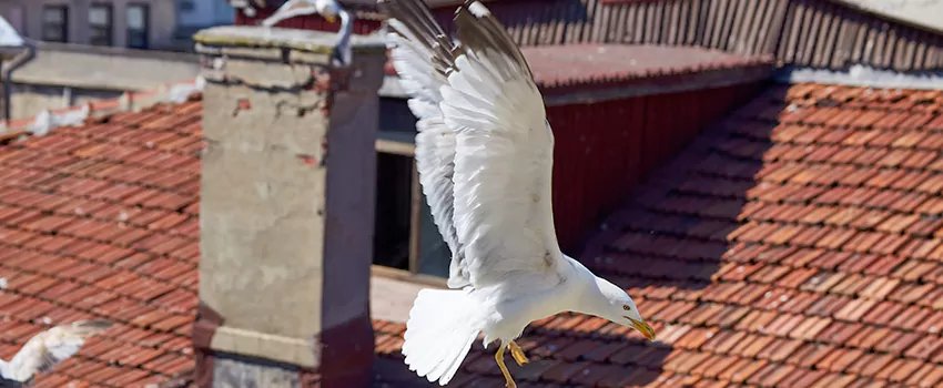 Residential Chimney Animal Removal Solution in Barstow, CA